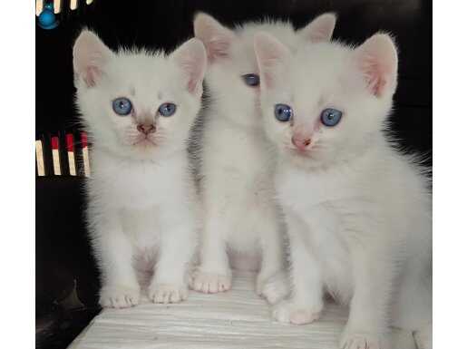 Mavi Boncuk britishler teslima hazırdır