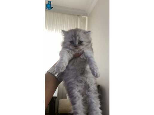 BRİTİSH LONGHAİR SİLVER YAVRULAR TESLİME HAZIRDIR