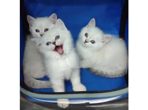 SİLVER BOMBA BRİTİSH SHORTHAİR YAVRULARIMIZ TESLİME HAZIRDIR