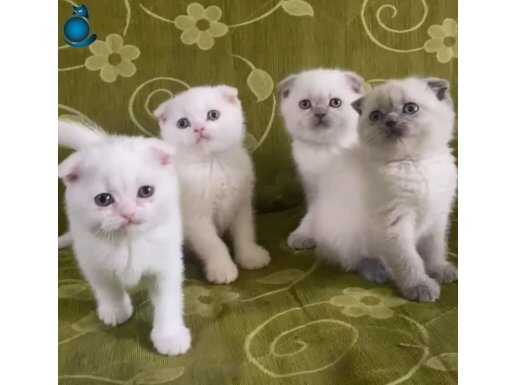 TOP KAFA SCOTTİSH FOLD YAVRULAR TESME HAZIRDIR