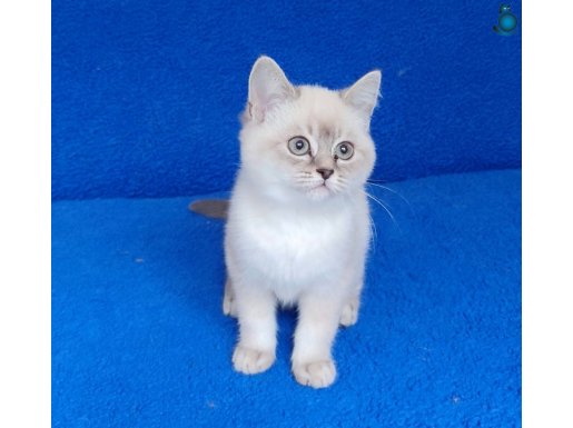 LYNX POİNT MUHTEŞEM BİR GÜZELLİK