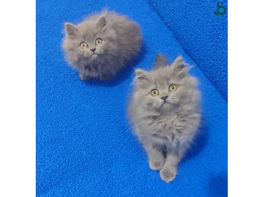 BRİTİSH LONGHAİR YAVRULAR YENİ YUVASINI ARIYOR