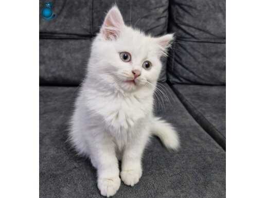 Beyaz British Short Hair yavrumuz Teslime hazırdır