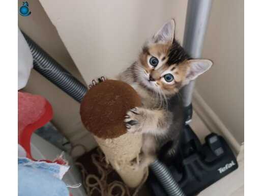 Mükemmel güzellikteki yavrularımız Teslime hazırdır