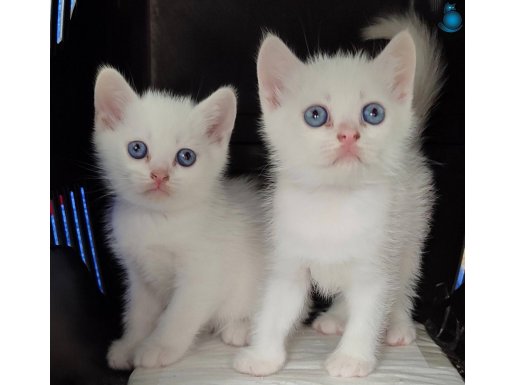 Beyaz British mavi gözlü yavrular yeni yuvasına gitmeye hazı