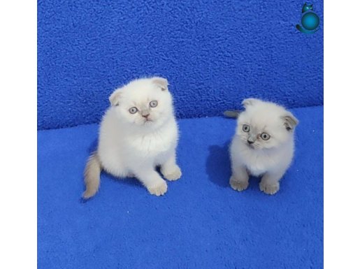 YENİ YUVASINA GİTMEYE HAZIR SCOHTİSH FOLD PONÇİKLER