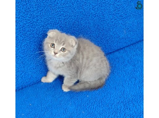 YENİ YUVASINA GİTMEYE HAZIR SCOHTİSH FOLD PONÇİKLER