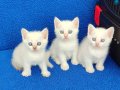 Beyaz British Shorthair mavi boncuklar