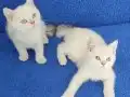 MÜKEMMEL GÜZEL YÜZLÜ MAVİ BONCUKLAR