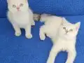 MÜKEMMEL GÜZEL YÜZLÜ MAVİ BONCUKLAR