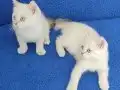 MÜKEMMEL GÜZEL YÜZLÜ MAVİ BONCUKLAR