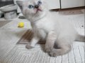MÜKEMMEL MAVİ BONCUK BULUPOİNT YAVRULAR 
