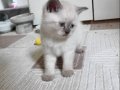 ARAMAKLA BULAMAYACAGINIZ KALİTE SON 2 YAVRU BULUPOİNT 