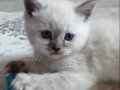 ARAMAKLA BULAMAYACAGINIZ KALİTE SON 2 YAVRU BULUPOİNT 