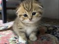 YENİ YUVASINA GİTMEYE HAZIR SCOTTİSH FOLD GOLDEN TABY