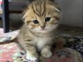 YENİ YUVASINA GİTMEYE HAZIR SCOTTİSH FOLD GOLDEN TABY