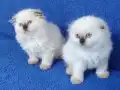 LONGHAİR SCOTTİSH FOLD COKOLETTE POİNTLER TESLİME HAZIRDIR
