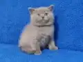 LİLAK BRİTİSH YAVRUMUZ YENİ YUVASINI ARIYOR