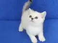 MÜKEMMEL BİR SİLVER POİNT BRİTİSH DİŞİ