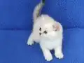 MÜKEMMEL BİR SİLVER POİNT BRİTİSH DİŞİ