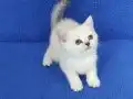 MÜKEMMEL BİR SİLVER POİNT BRİTİSH DİŞİ