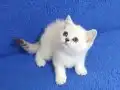 MÜKEMMEL BİR SİLVER POİNT BRİTİSH DİŞİ