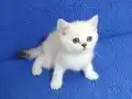 MÜKEMMEL BİR SİLVER POİNT BRİTİSH DİŞİ