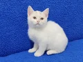 BAL GÖZLÜ PONÇİGİMİZ YENİ YUVASINA GİTMEYE HAZIRDIR 