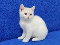 BAL GÖZLÜ PONÇİGİMİZ YENİ YUVASINA GİTMEYE HAZIRDIR 