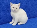 BAL GÖZLÜ PONÇİGİMİZ YENİ YUVASINA GİTMEYE HAZIRDIR 