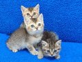 BLACK GOLDEN VE BLACK TABY YAVRULARIMIZ TESLİME HAZIRDIR