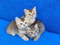 BLACK GOLDEN VE BLACK TABY YAVRULARIMIZ TESLİME HAZIRDIR