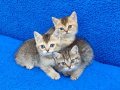 BLACK GOLDEN VE BLACK TABY YAVRULARIMIZ TESLİME HAZIRDIR