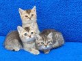 BLACK GOLDEN VE BLACK TABY YAVRULARIMIZ TESLİME HAZIRDIR