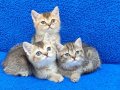 BLACK GOLDEN VE BLACK TABY YAVRULARIMIZ TESLİME HAZIRDIR