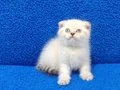 MAVİ MAVİ MASMAVİ SCOTTİSH FOLD PONÇİGİM YENİ YUVASINI ARIY
