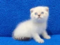 MAVİ MAVİ MASMAVİ SCOTTİSH FOLD PONÇİGİM YENİ YUVASINI ARIY