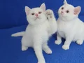 BRİTİSH ŞORTHAİR BEYAZ KALİTE PONÇİKLER