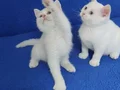 BRİTİSH ŞORTHAİR BEYAZ KALİTE PONÇİKLER