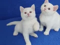 BRİTİSH ŞORTHAİR BEYAZ KALİTE PONÇİKLER