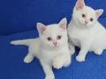 BRİTİSH ŞORTHAİR BEYAZ KALİTE PONÇİKLER