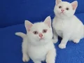 BRİTİSH ŞORTHAİR BEYAZ KALİTE PONÇİKLER