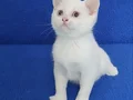 BONCUK GÖZLÜ PONÇİK TESLİME HAZIRDIR