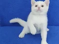 BONCUK GÖZLÜ PONÇİK TESLİME HAZIRDIR