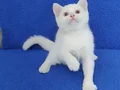 BONCUK GÖZLÜ PONÇİK TESLİME HAZIRDIR
