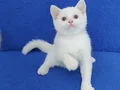 BONCUK GÖZLÜ PONÇİK TESLİME HAZIRDIR