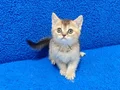 GOLDEN BRİTİSH BEBEGİMİZ YENİ YUVASINA GİTMEYE HAZIRDIR