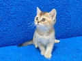 GOLDEN BRİTİSH BEBEGİMİZ YENİ YUVASINA GİTMEYE HAZIRDIR