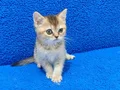 GOLDEN BRİTİSH BEBEGİMİZ YENİ YUVASINA GİTMEYE HAZIRDIR