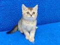 GOLDEN BRİTİSH BEBEGİMİZ YENİ YUVASINA GİTMEYE HAZIRDIR